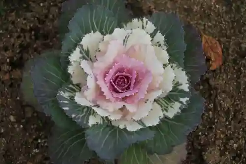大鏑神社の自然