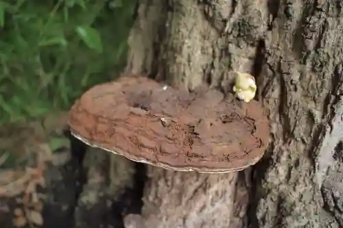 越谷香取神社の自然