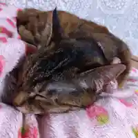 天王山 安楽寺(福井県)