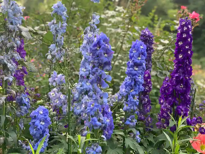 曽我浅間神社の自然