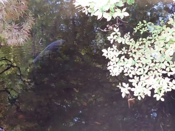 白石神社の動物