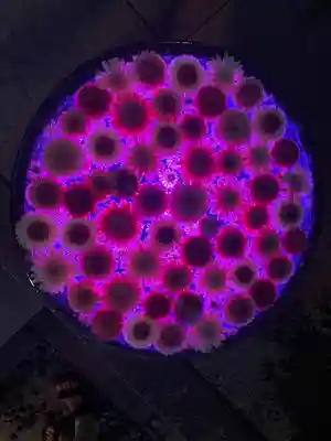 行田八幡神社の手水舎