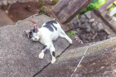 賀茂別雷神社の動物