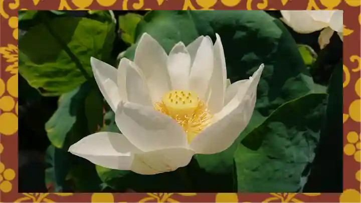 大蔵院(群馬県)