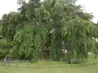 足羽神社の自然