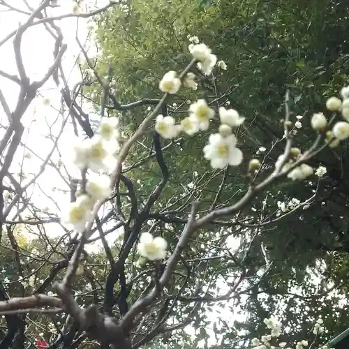東京大神宮の自然