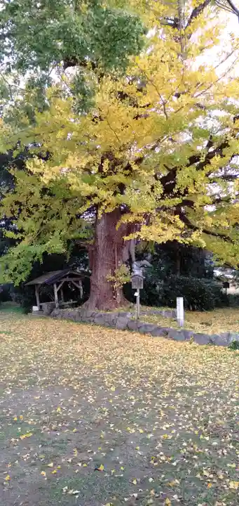 國分寺(国分寺)のその他建物