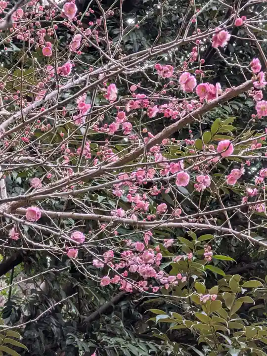 赤坂氷川神社(東京都)