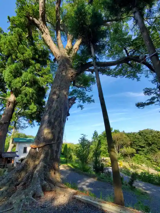阿久津「田村神社」(郡山市阿久津町)旧社名:伊豆箱根三嶋三社の自然