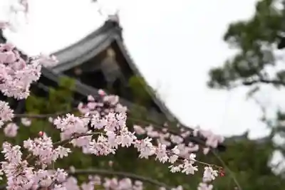 知恩院(京都府)