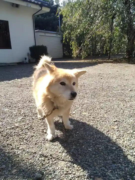別雷皇太神の動物