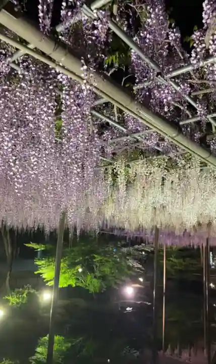 牛玉山観音寺の{uncategorized: "未分類", other: "その他", undefined: "問題あり", building: "その他建物", grave: "お墓", sacred_gate: "鳥居", guardian: "狛犬", statue: "像", buddha: "仏像", history: "歴史", nature: "自然", garden: "庭園", animal: "動物", pagoda: "塔", temizu: "手水舎", mountain_gate: "山門・神門", sanctuary: "本殿・本堂", subordinate: "末社・摂社", art: "芸術", scenery: "景色", jizo: "地蔵", ema: "絵馬", goshuin: "御朱印", omikuji: "おみくじ", items: "授与品その他", amulet: "お守り", goshuincho: "御朱印帳", eats: "食事", festival: "お祭り", votive_dance: "神楽", shichigosan: "七五三参", wedding: "結婚式", experience: "体験その他", initially: "初詣", around: "周辺", anti_infection: "感染症対策"}