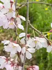 平野神社の自然