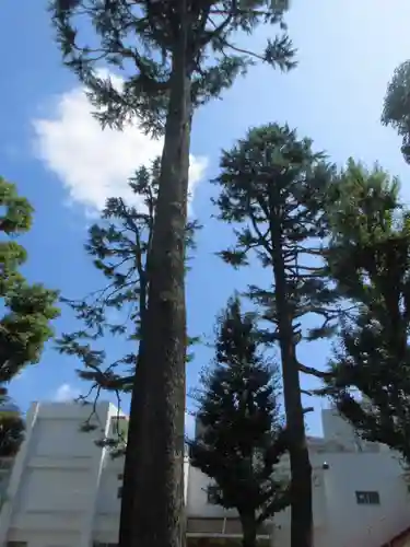 お三の宮日枝神社の自然