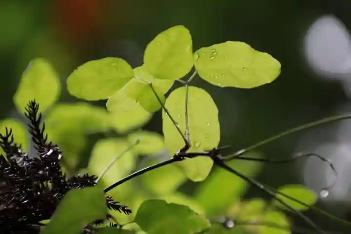 鹿島大神宮の自然