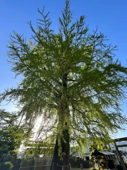 丹生酒殿神社の{uncategorized: "未分類", other: "その他", undefined: "問題あり", building: "その他建物", grave: "お墓", sacred_gate: "鳥居", guardian: "狛犬", statue: "像", buddha: "仏像", history: "歴史", nature: "自然", garden: "庭園", animal: "動物", pagoda: "塔", temizu: "手水舎", mountain_gate: "山門・神門", sanctuary: "本殿・本堂", subordinate: "末社・摂社", art: "芸術", scenery: "景色", jizo: "地蔵", ema: "絵馬", goshuin: "御朱印", omikuji: "おみくじ", items: "授与品その他", amulet: "お守り", goshuincho: "御朱印帳", eats: "食事", festival: "お祭り", votive_dance: "神楽", shichigosan: "七五三参", wedding: "結婚式", experience: "体験その他", initially: "初詣", around: "周辺", anti_infection: "感染症対策"}