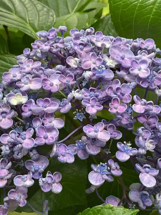久安寺(大阪府)