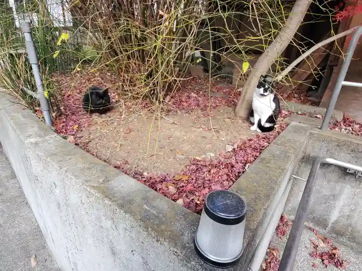 長林寺(西宮長林寺)の動物