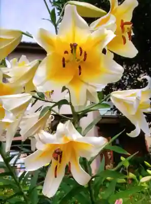 本郷氷川神社(東京都)
