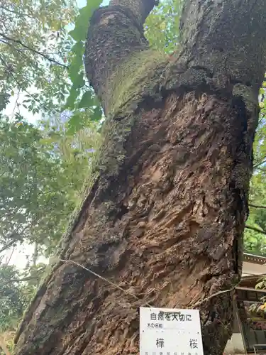 磯部稲村神社(茨城県)