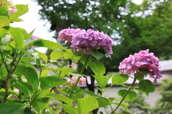 日向見薬師堂(群馬県)