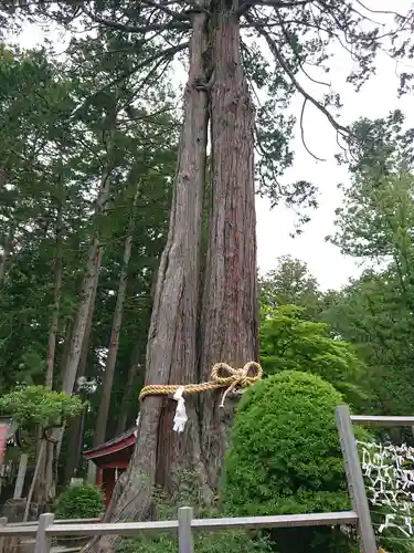 北口本宮冨士浅間神社の自然