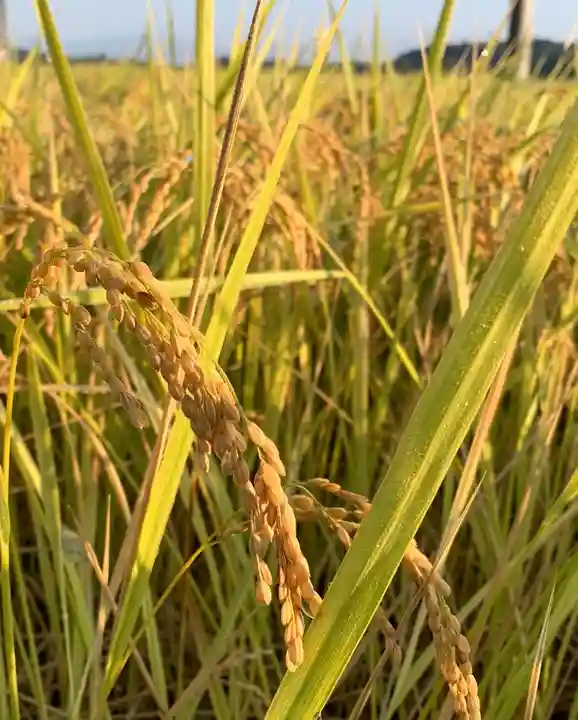 滑川神社 - 仕事と子どもの守り神の自然