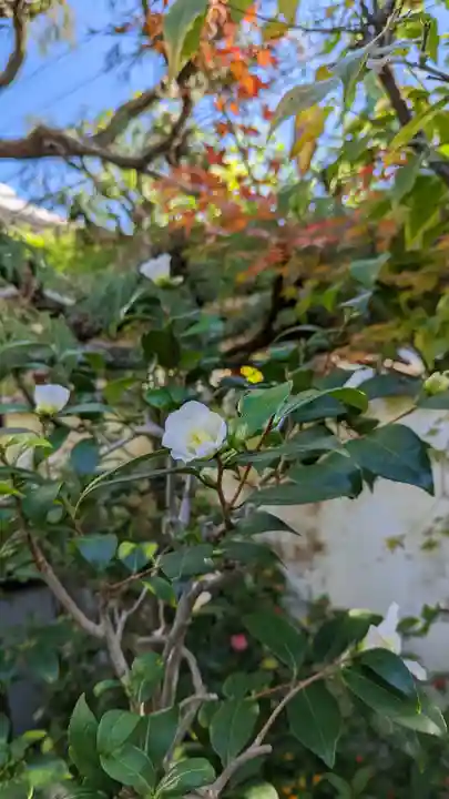 妙蓮寺(京都府)