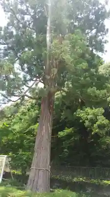 金剛寺(大阪府)