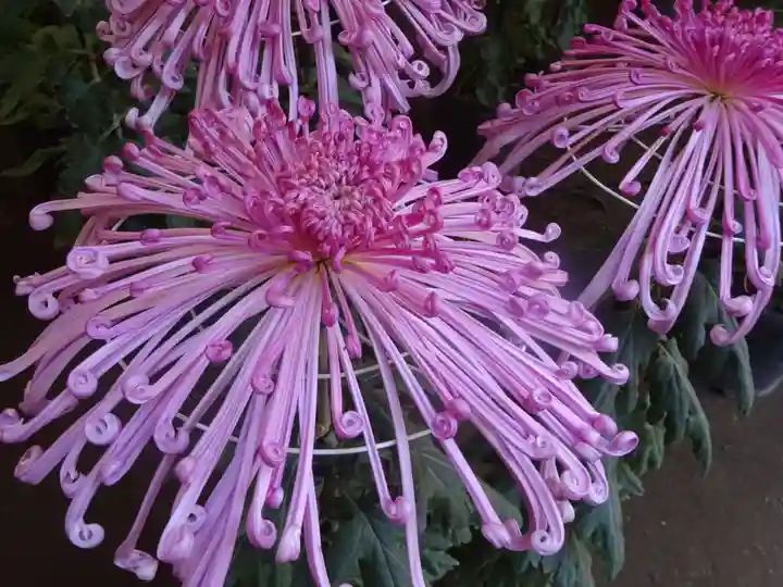 平塚八幡宮の自然