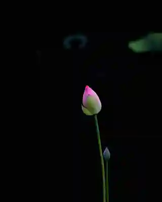 浄土寺(兵庫県)