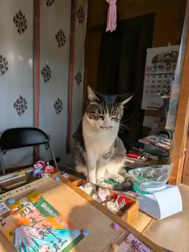 前玉神社の{uncategorized: "未分類", other: "その他", undefined: "問題あり", building: "その他建物", grave: "お墓", sacred_gate: "鳥居", guardian: "狛犬", statue: "像", buddha: "仏像", history: "歴史", nature: "自然", garden: "庭園", animal: "動物", pagoda: "塔", temizu: "手水舎", mountain_gate: "山門・神門", sanctuary: "本殿・本堂", subordinate: "末社・摂社", art: "芸術", scenery: "景色", jizo: "地蔵", ema: "絵馬", goshuin: "御朱印", omikuji: "おみくじ", items: "授与品その他", amulet: "お守り", goshuincho: "御朱印帳", eats: "食事", festival: "お祭り", votive_dance: "神楽", shichigosan: "七五三参", wedding: "結婚式", experience: "体験その他", initially: "初詣", around: "周辺", anti_infection: "感染症対策"}