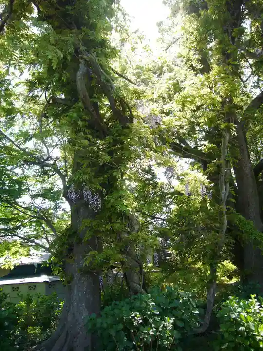 玉敷神社(埼玉県)