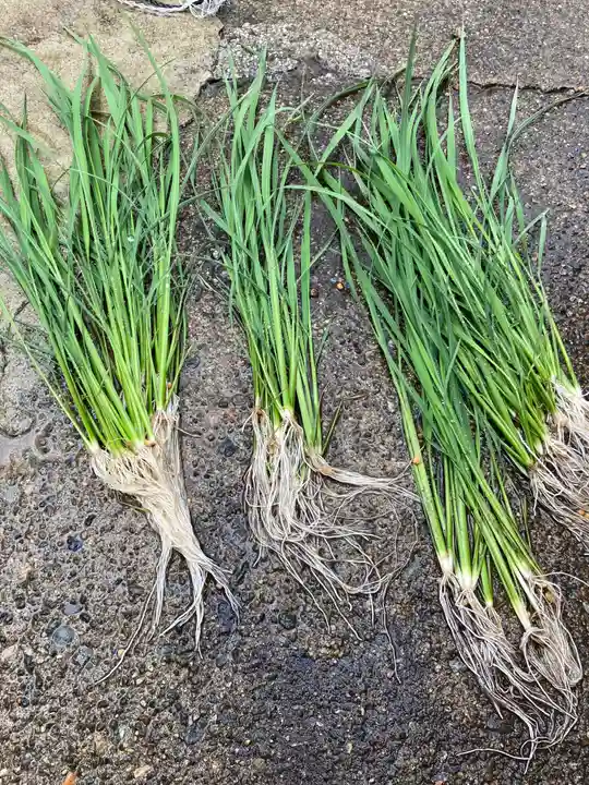 總社 和田八幡宮の自然