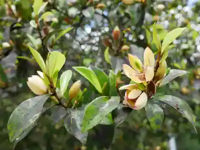高家神社の自然