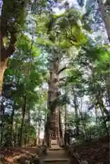 麻賀多神社の自然