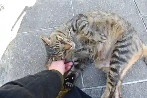 山王神社の{uncategorized: "未分類", other: "その他", undefined: "問題あり", building: "その他建物", grave: "お墓", sacred_gate: "鳥居", guardian: "狛犬", statue: "像", buddha: "仏像", history: "歴史", nature: "自然", garden: "庭園", animal: "動物", pagoda: "塔", temizu: "手水舎", mountain_gate: "山門・神門", sanctuary: "本殿・本堂", subordinate: "末社・摂社", art: "芸術", scenery: "景色", jizo: "地蔵", ema: "絵馬", goshuin: "御朱印", omikuji: "おみくじ", items: "授与品その他", amulet: "お守り", goshuincho: "御朱印帳", eats: "食事", festival: "お祭り", votive_dance: "神楽", shichigosan: "七五三参", wedding: "結婚式", experience: "体験その他", initially: "初詣", around: "周辺", anti_infection: "感染症対策"}