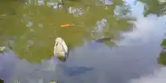 北海道護國神社の動物