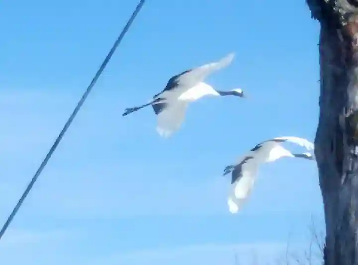 鶴居神社の動物