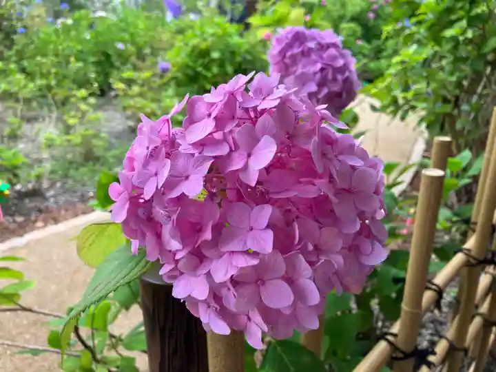 藤森神社の自然