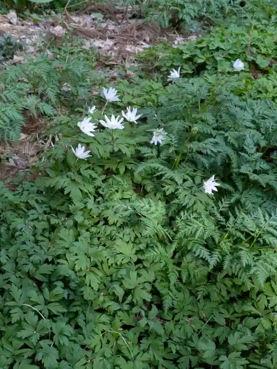 函館八幡宮の自然