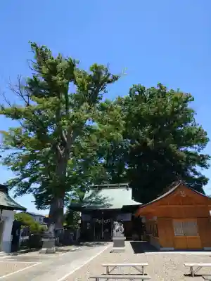 守谷総鎮守 八坂神社の{uncategorized: "未分類", other: "その他", undefined: "問題あり", building: "その他建物", grave: "お墓", sacred_gate: "鳥居", guardian: "狛犬", statue: "像", buddha: "仏像", history: "歴史", nature: "自然", garden: "庭園", animal: "動物", pagoda: "塔", temizu: "手水舎", mountain_gate: "山門・神門", sanctuary: "本殿・本堂", subordinate: "末社・摂社", art: "芸術", scenery: "景色", jizo: "地蔵", ema: "絵馬", goshuin: "御朱印", omikuji: "おみくじ", items: "授与品その他", amulet: "お守り", goshuincho: "御朱印帳", eats: "食事", festival: "お祭り", votive_dance: "神楽", shichigosan: "七五三参", wedding: "結婚式", experience: "体験その他", initially: "初詣", around: "周辺", anti_infection: "感染症対策"}