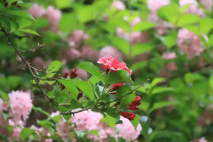 狐田稲荷神社の自然