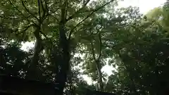 尾張大國霊神社（国府宮）の自然