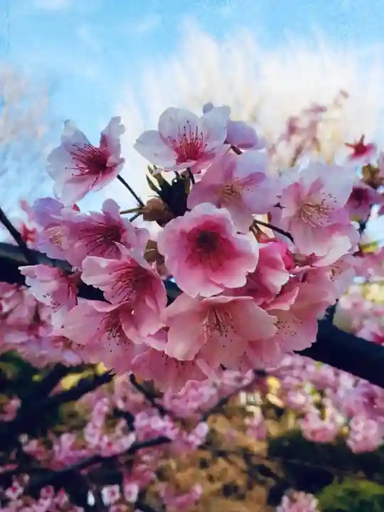 鳩森八幡神社の自然