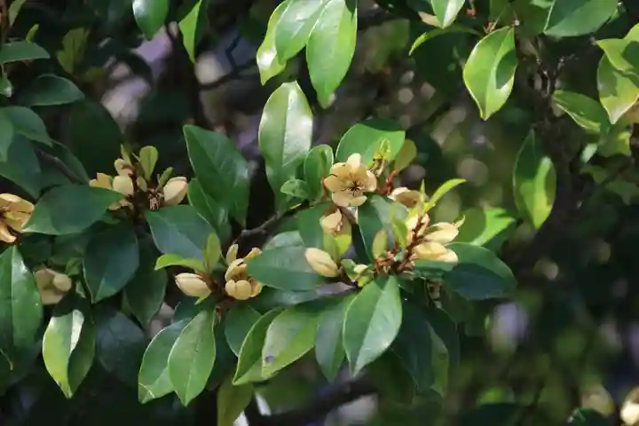 阿邪訶根神社の自然