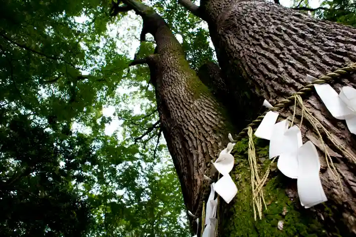 代々木八幡宮の自然