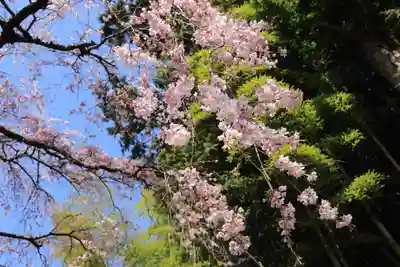熊野神社の自然