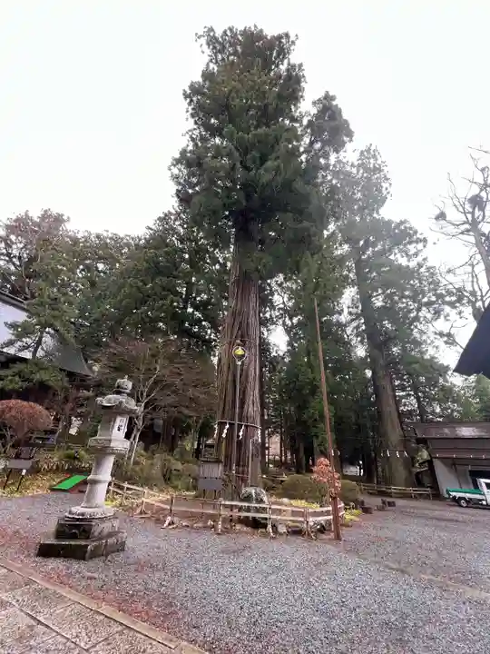 河口浅間神社の自然