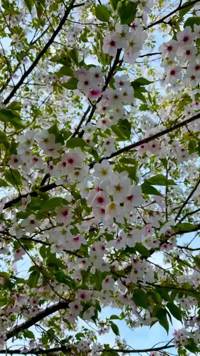 吉野神宮の自然